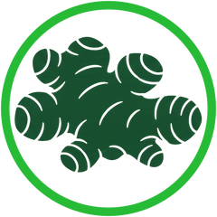 Large, vigorous Canna Lily rhizome showing multiple growth points for summer tropical foliage.