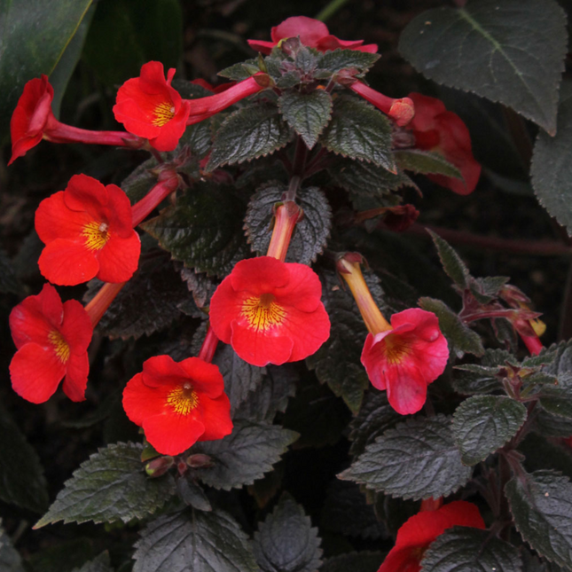 Achimenes (Magic Flowers) (pack of 12  bulbs)