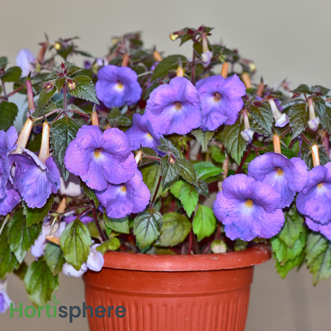 Achimenes (Magic Flowers) (pack of 12  bulbs)