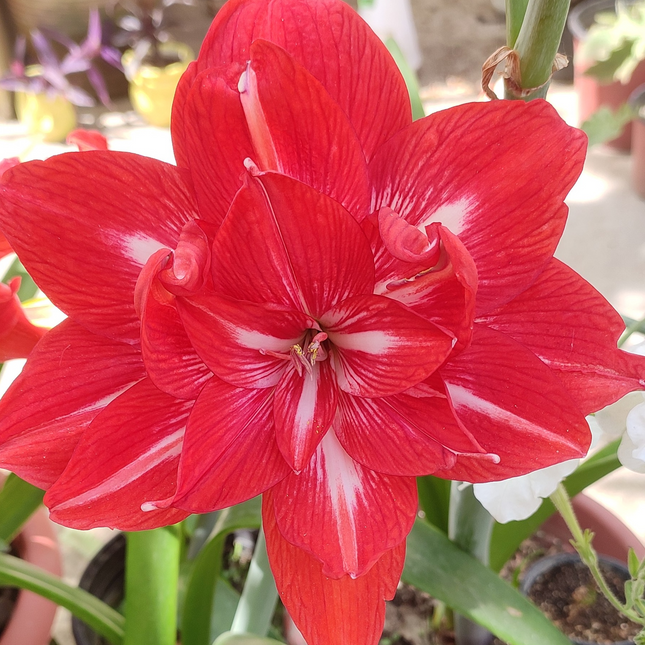 Amaryllis Hippeastrum 'Abhishek' | Double Flowering Hybrid (Pack of 1 Bulb)