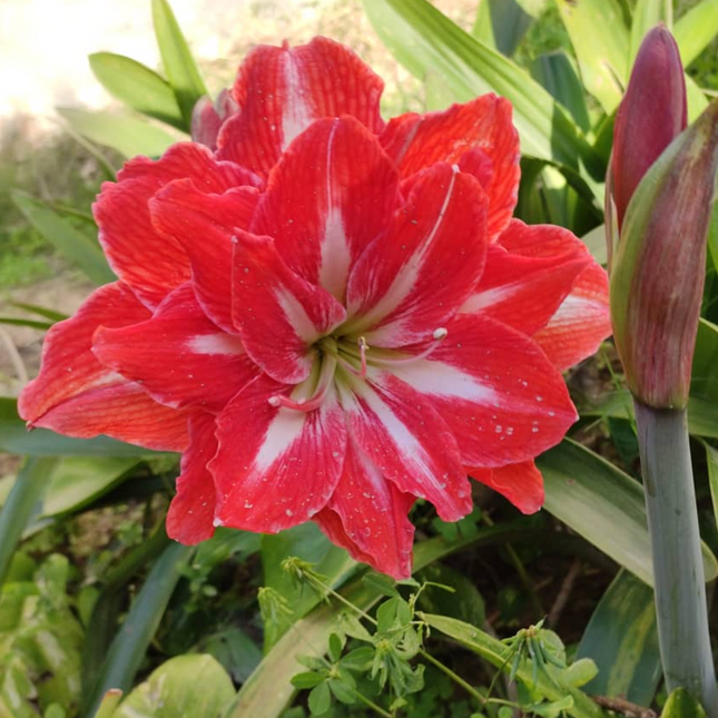 Amaryllis Hippeastrum 'Abhishek' | Double Flowering Hybrid (Pack of 1 Bulb)
