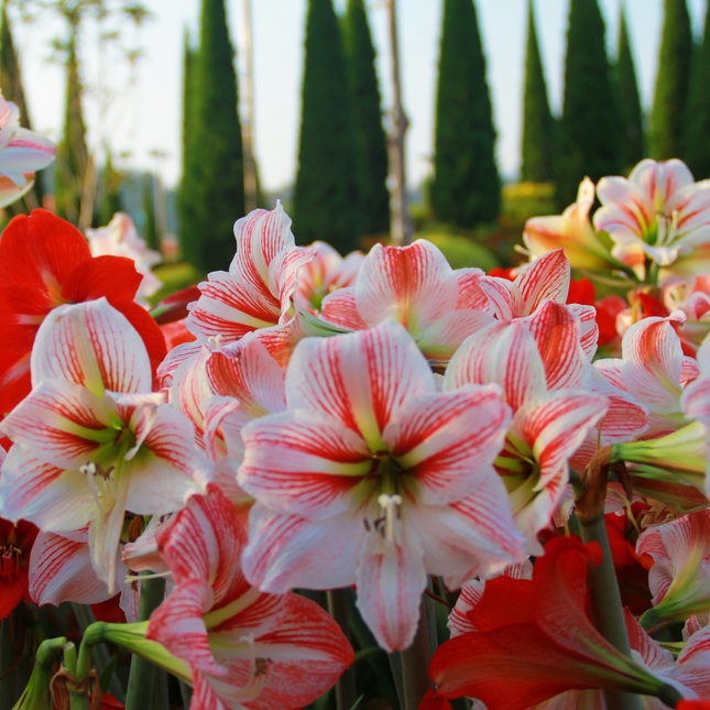 Amaryllis Hippeastrum | Heritage Mixed (Pack of 2 bulbs)