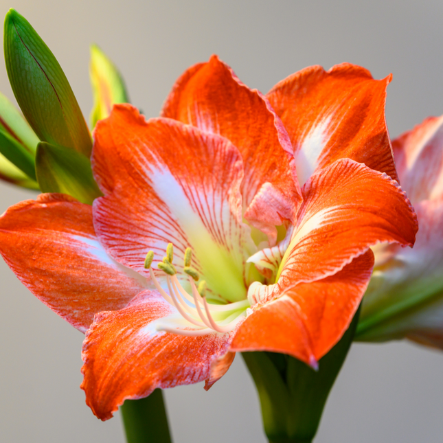 Amaryllis Hippeastrum | Heritage Mixed (Pack of 2 bulbs)