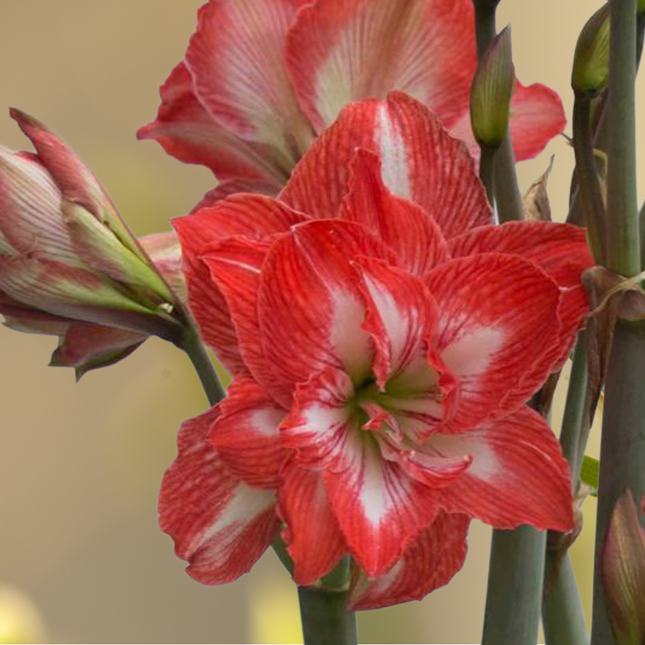Amaryllis Hippeastrum 'Vijaya' | Double Flowering Hybrid (Pack of 1 Bulb)