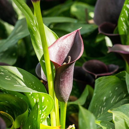 Calla Lily (Black) | Duo Pack (02 Bulbs)