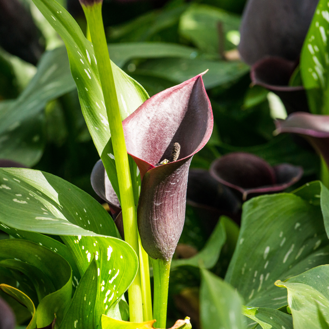 Calla Lily (Black) | Duo Pack (02 Bulbs)