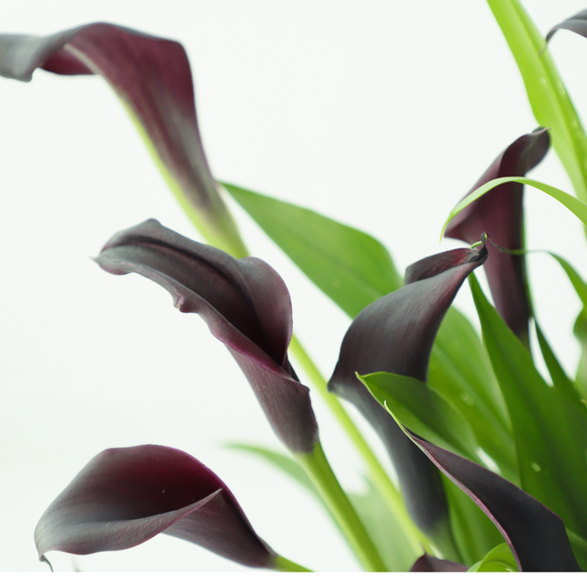 Calla Lily (Black) | Duo Pack (02 Bulbs)