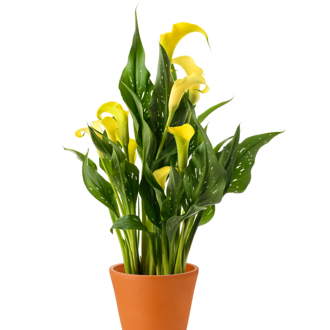Calla Lily (Yellow) | Value Pack of 02 Bulbs