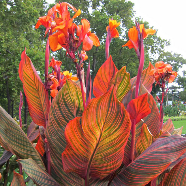 Canna 'Durban' | Variegated Tropicanna (Pack of 02 )