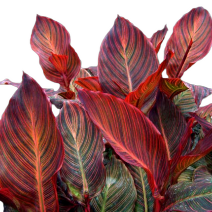 Canna 'Durban' | Variegated Tropicanna (Pack of 02 )
