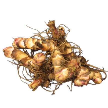 Canna 'Durban' | Variegated Tropicanna (Pack of 02 )