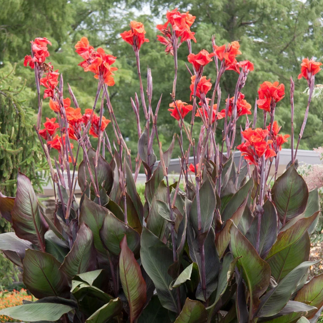 Canna 'Red King Humbert' | Bronze-Leafed Tropical Lily (Pack of 02 )