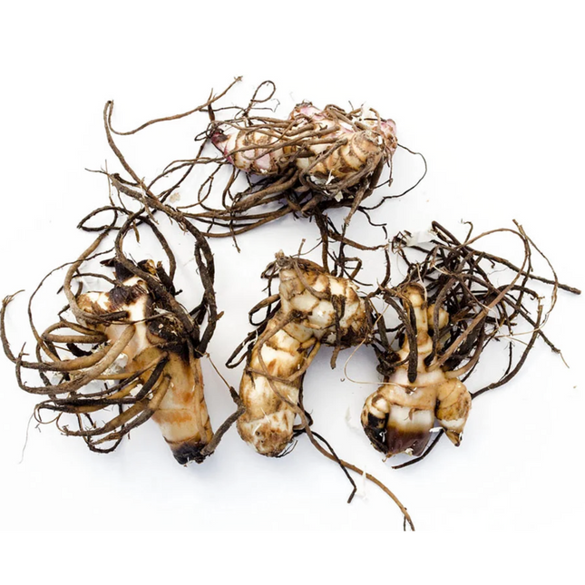 Canna 'Red King Humbert' | Bronze-Leafed Tropical Lily (Pack of 02 )