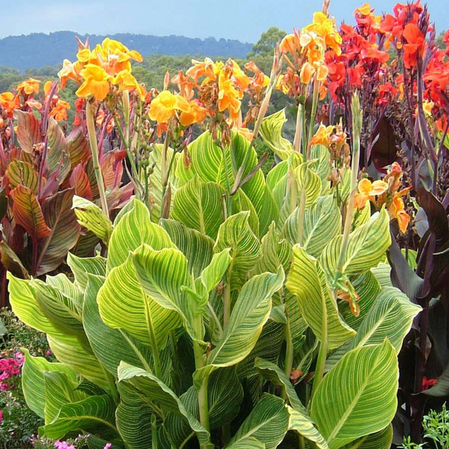 Canna 'Pretoria' | Bengal Tiger Canna (Pack of 02)