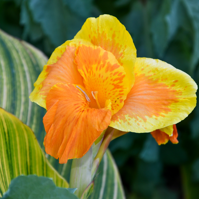 Canna 'Pretoria' | Bengal Tiger Canna (Pack of 02)