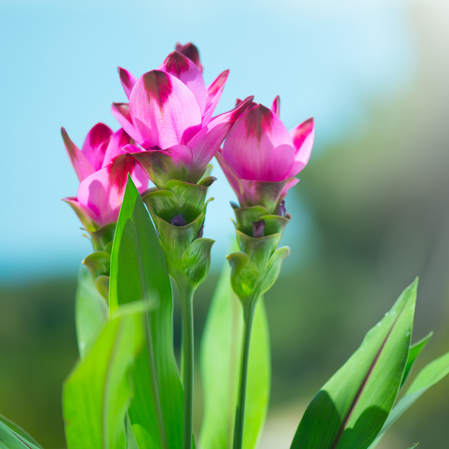 Curcuma Pink | Siam Tulip (Pack of 02 Rhizomes)