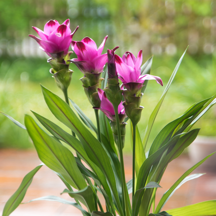 Curcuma Pink | Siam Tulip (Pack of 02 Rhizomes)