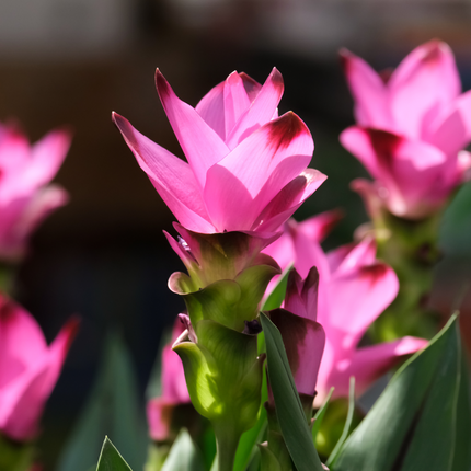 Curcuma Pink | Siam Tulip (Pack of 02 Rhizomes)