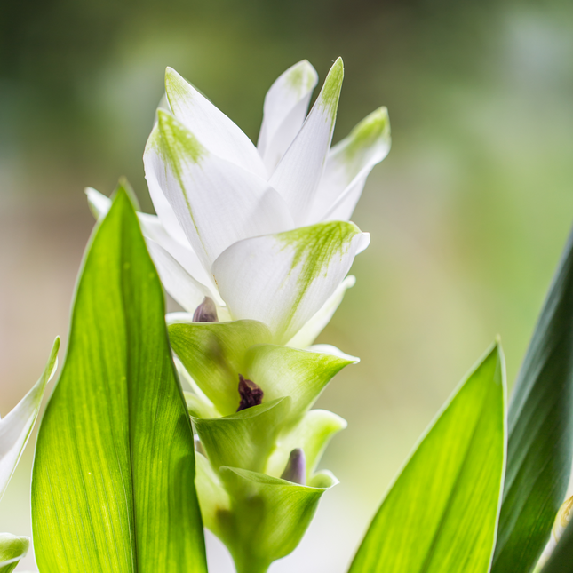 Curcuma alismatifolia White | White Siam Tulip (Pack of 02 Rhizomes)