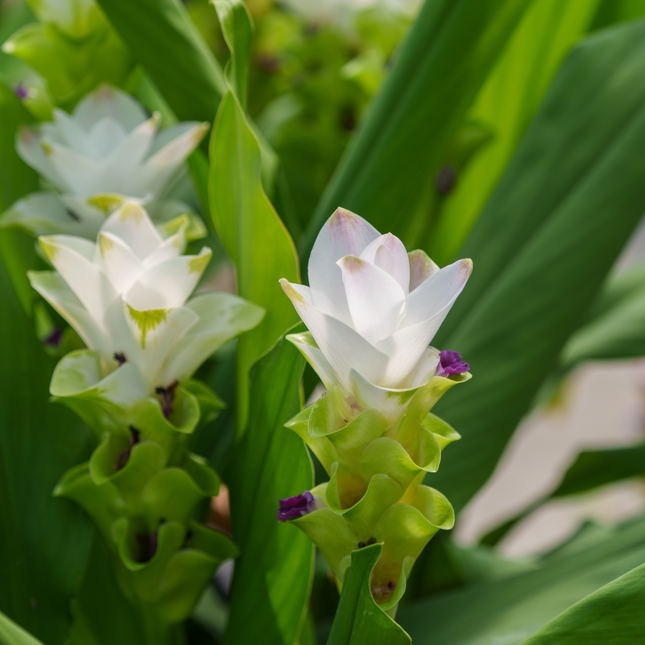 Curcuma alismatifolia White | White Siam Tulip (Pack of 02 Rhizomes)