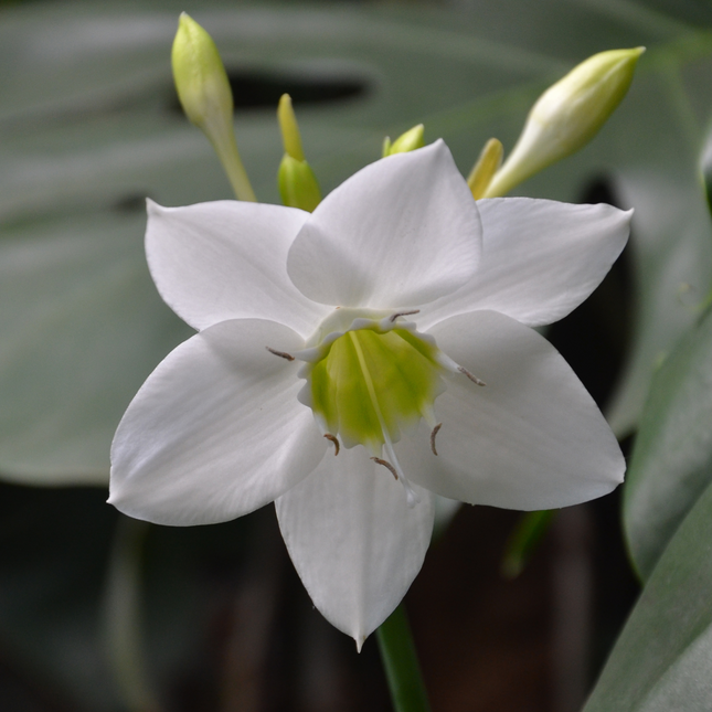 Pure Elegance: The Scented Amazon Lily