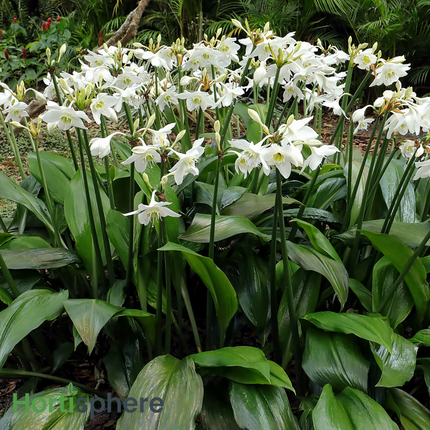 Pure Elegance: The Scented Amazon Lily