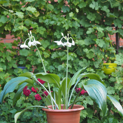 Pure Elegance: The Scented Amazon Lily