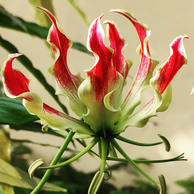 Flame Lily (Gloriosa superba)