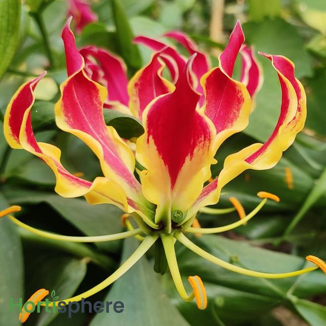 Flame Lily (Gloriosa superba)