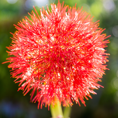 Red Football Lily Scadoxus Multiflorus in full bloom