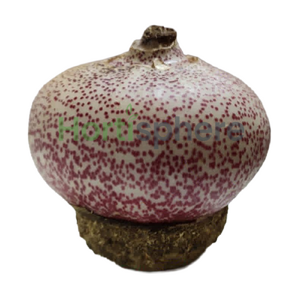 Red Football Lily Scadoxus Multiflorus premium bulb