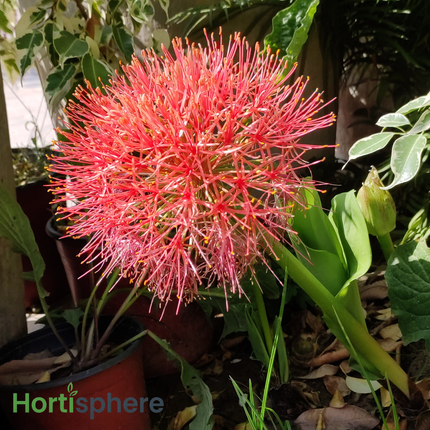 Red Football Lily Scadoxus Multiflorus in full bloom
