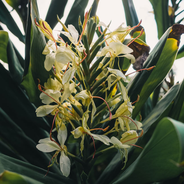 Hedychium ellipticum | Shaving Brush Gingerpack of 2 bulbs)