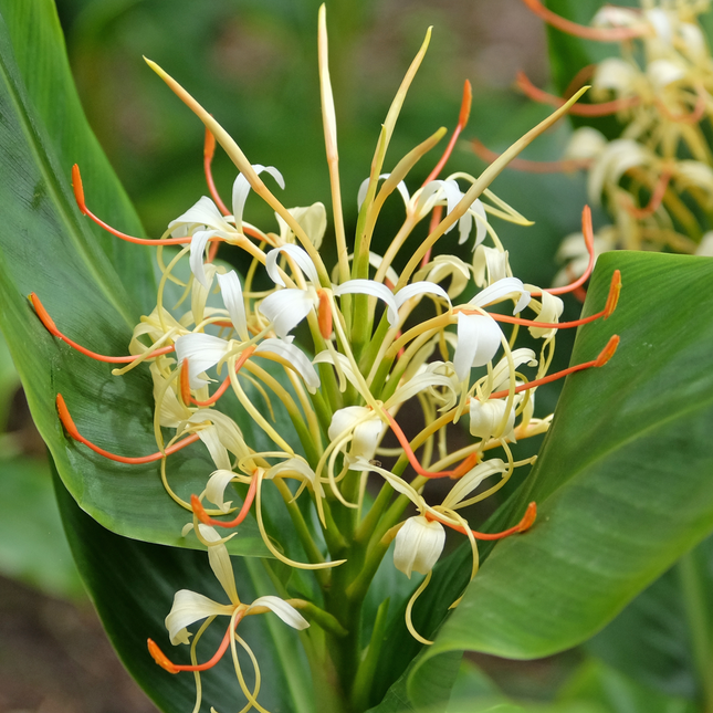Hedychium ellipticum | Shaving Brush Gingerpack of 2 bulbs)