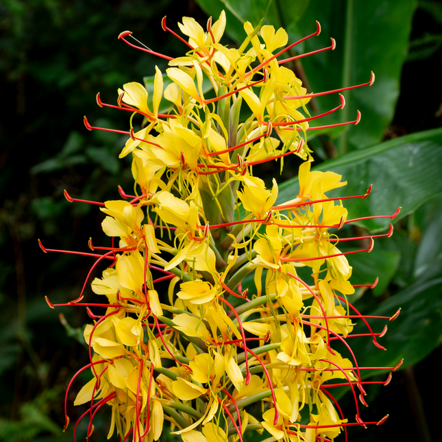 Hedychium gardnerianum | Garland Lily (Pack of 02 Rhizomes)