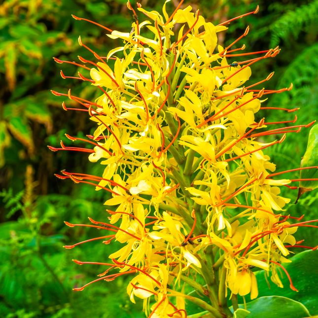 Hedychium gardnerianum | Garland Lily (Pack of 02 Rhizomes)