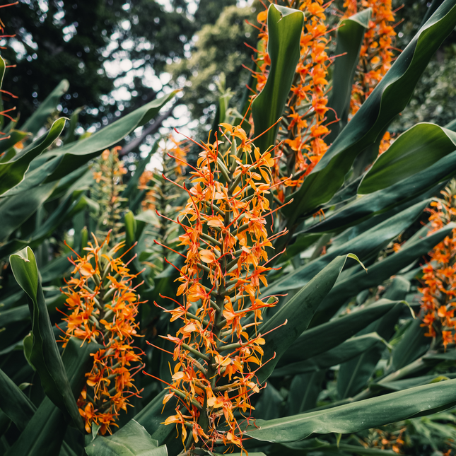 Hedychium aurantiacum | Orange Ginger Lily (Pack of 2 Rhizomes)