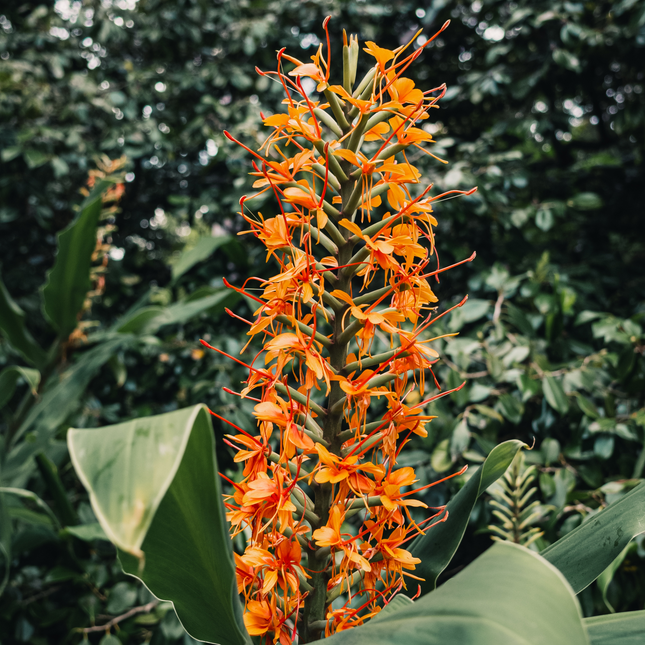 Hedychium aurantiacum | Orange Ginger Lily (Pack of 2 Rhizomes)