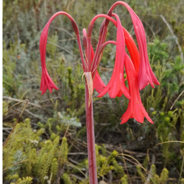 Ifafa Lily (Red) | Value Pack of 10 Bulbs