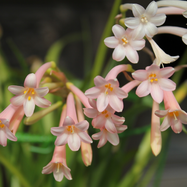 Ifafa Lily (Pink) | Value Pack of 10 Bulbs