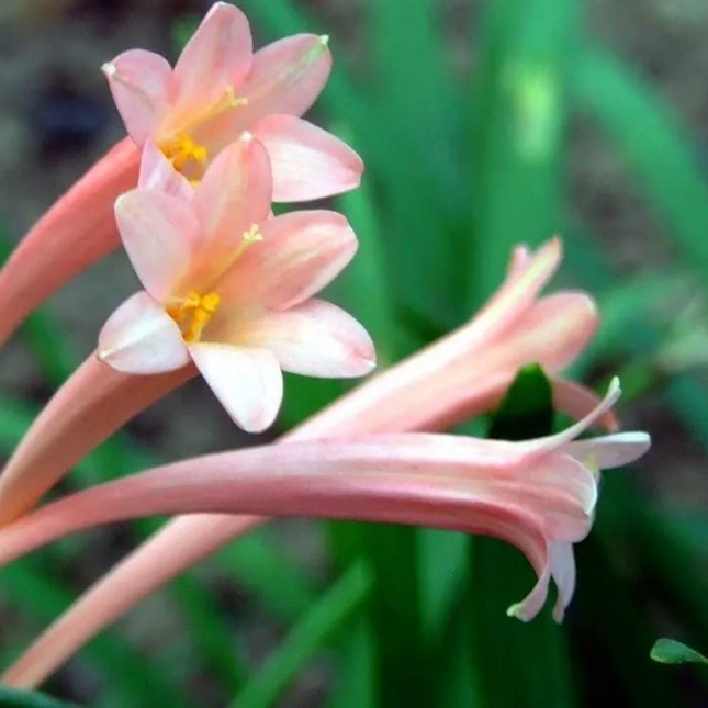 Ifafa Lily (Pink) | Value Pack of 10 Bulbs