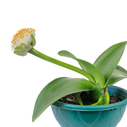 Haemanthus albiflos | White Paintbrush Lily (Pack of 1 Bulb)