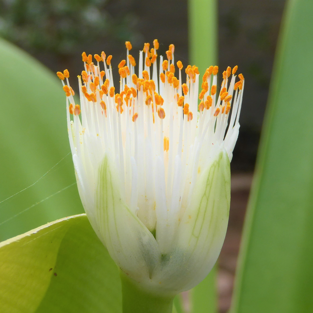 Haemanthus albiflos | White Paintbrush Lily (Pack of 1 Bulb)