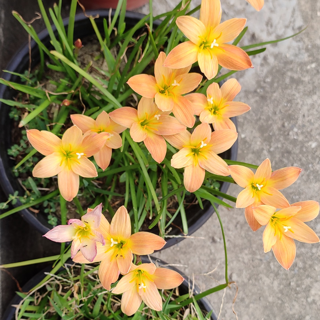 Zephyranthes 'Apricot' | Color-Shifting Rain Lily (pack of 10 bulbs)