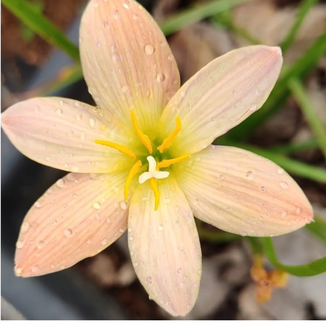 Zephyranthes 'Apricot' | Color-Shifting Rain Lily (pack of 10 bulbs)