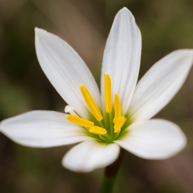 Zephyranthes candida | White Rain Lily (Pack of 10 Bulbs)