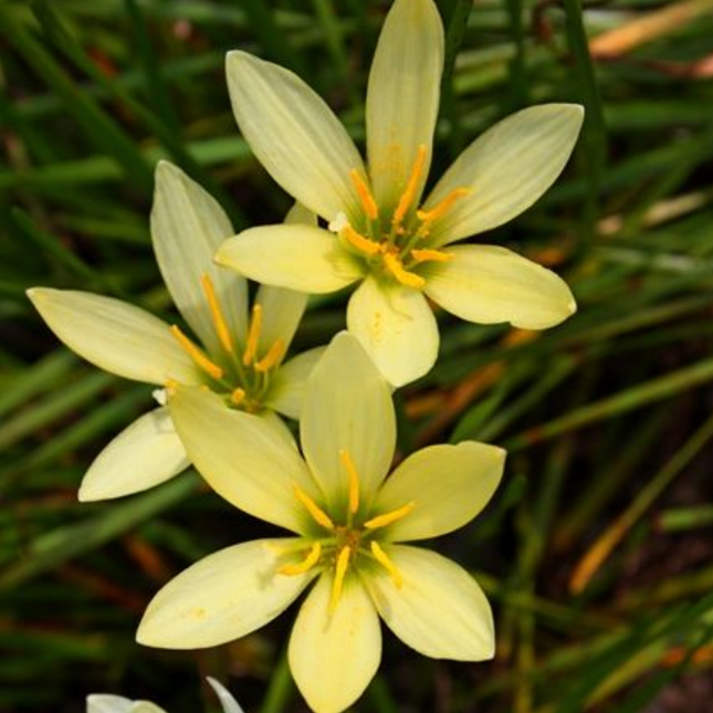 Zephyranthes 'Balesh' | Star-Shaped Lemon Yellow Rain Lily (pack of 10)