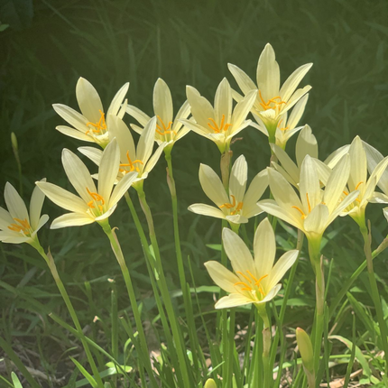 Zephyranthes 'Balesh' | Star-Shaped Lemon Yellow Rain Lily (pack of 10)