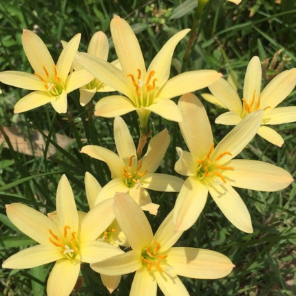 Zephyranthes 'Balesh' | Star-Shaped Lemon Yellow Rain Lily (pack of 10)