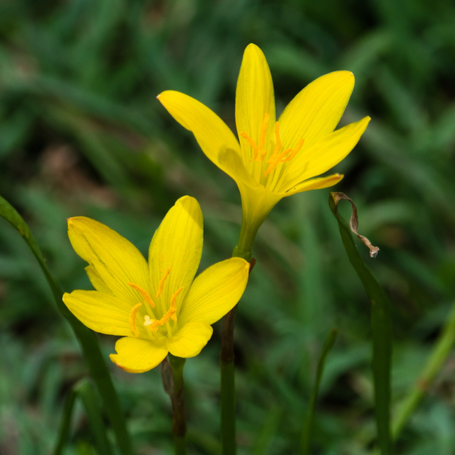 Zephyranthes sulphurea | Yellow Rain Lily (Pack of 10 Bulbs)